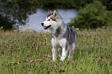 ALASKAN MALAMUTE 709